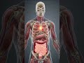 Anatomy Animation#anatomy #medicalstudent#heart#exam #anatomyforkids#youtubeshorts #shorts#learning