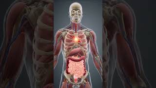 Anatomy Animation#anatomy #medicalstudent#heart#exam #anatomyforkids#youtubeshorts #shorts#learning