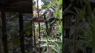 kacang bungkik \u0026 Jentik manis