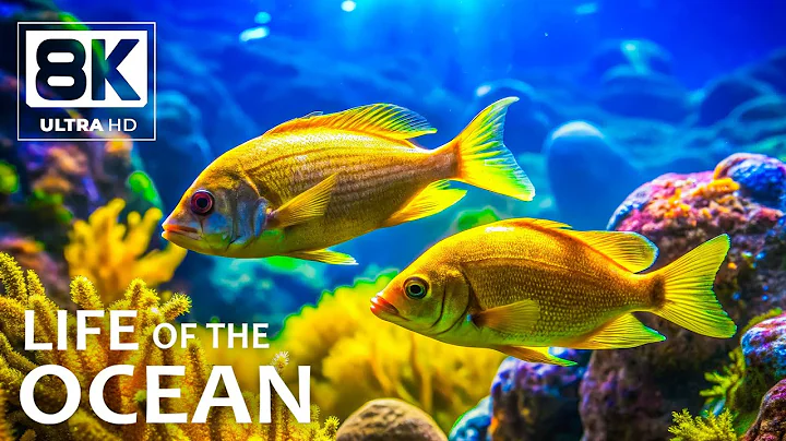 Ocean Wonders 8K – Soothing Aquarium Relaxation with Colorful Reef Fish & Soft Peaceful Waves