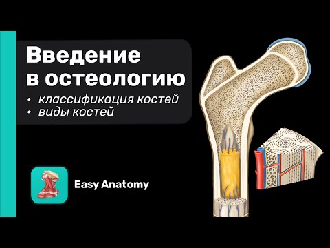 Введение в остеологию | Классификация костей | Строение типичной кости | EasyAnatomy
