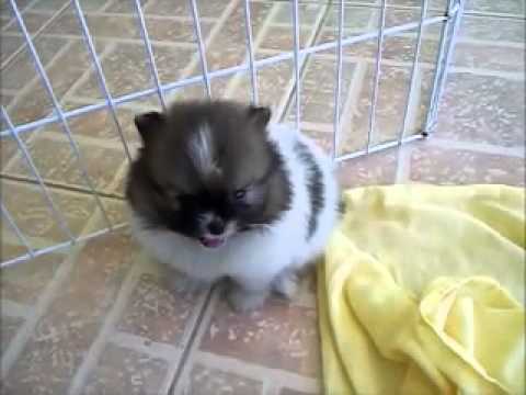 Filhotes Spitz Alemão Anão Lulu Da Pomerânia Parti Color You Filhotes Spitz Alemão Anão Lulu Da