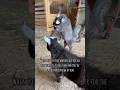 Elijah had to lose his jewels and big sister wasn’t happy to see him #goats #babygoats #funnyanimals