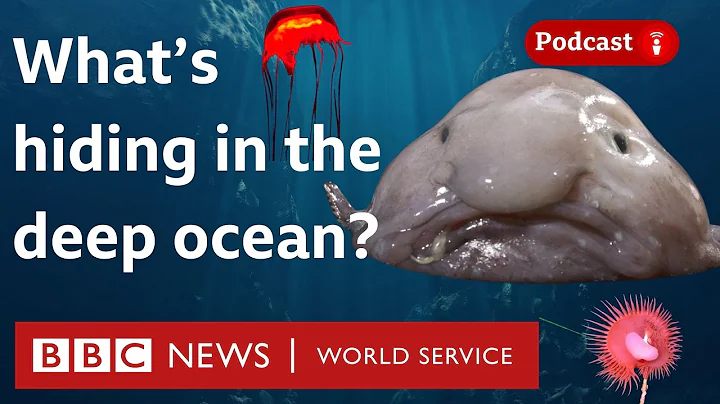 Why is most of the ocean still unexplored? - What in the World podcast, BBC World Service