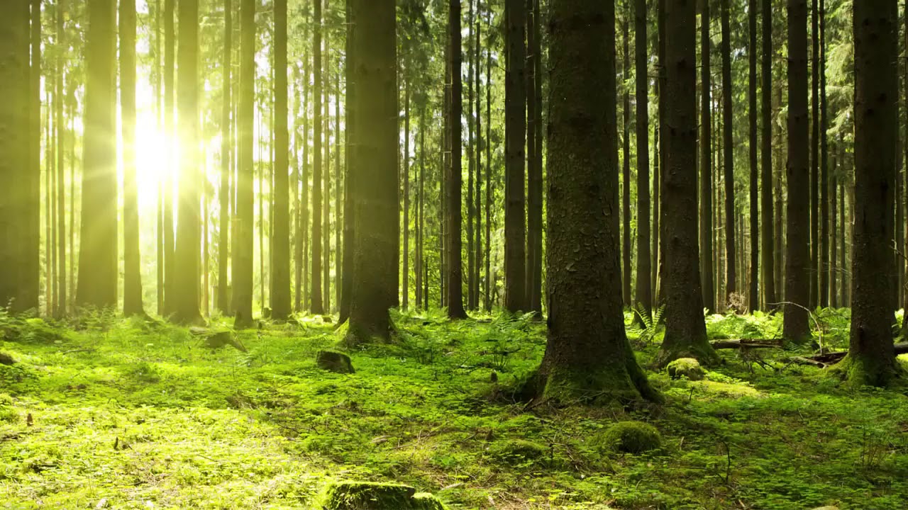 Falun Dafa - Falun dafa music - Meditation music - Relaxing Music