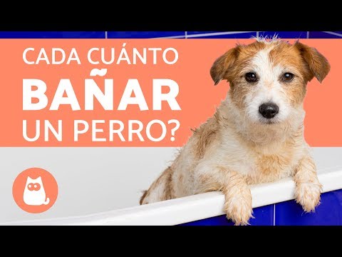 Video: ¿Pueden los perros tomar una ducha una vez a la semana?
