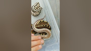 First sheds on our Newest clutch! Albino Spotnose x Lithium Genetic Stripe! Ball pythons !