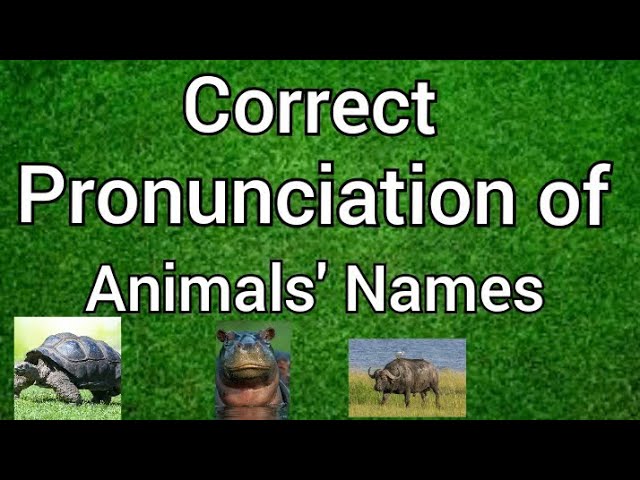 Correct Pronunciation of Animals' Names || Names of Animals and  Pronunciation - YouTube
