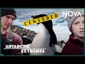 Penguins and Antarctica Exploration Quiz