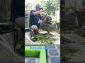 bahan bonsai amplas putih yg sangat suburkarena mudah perawatannya #bonsaimania