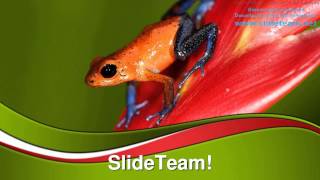 Frog Animals PowerPoint Templates Themes And Backgrounds ppt themes