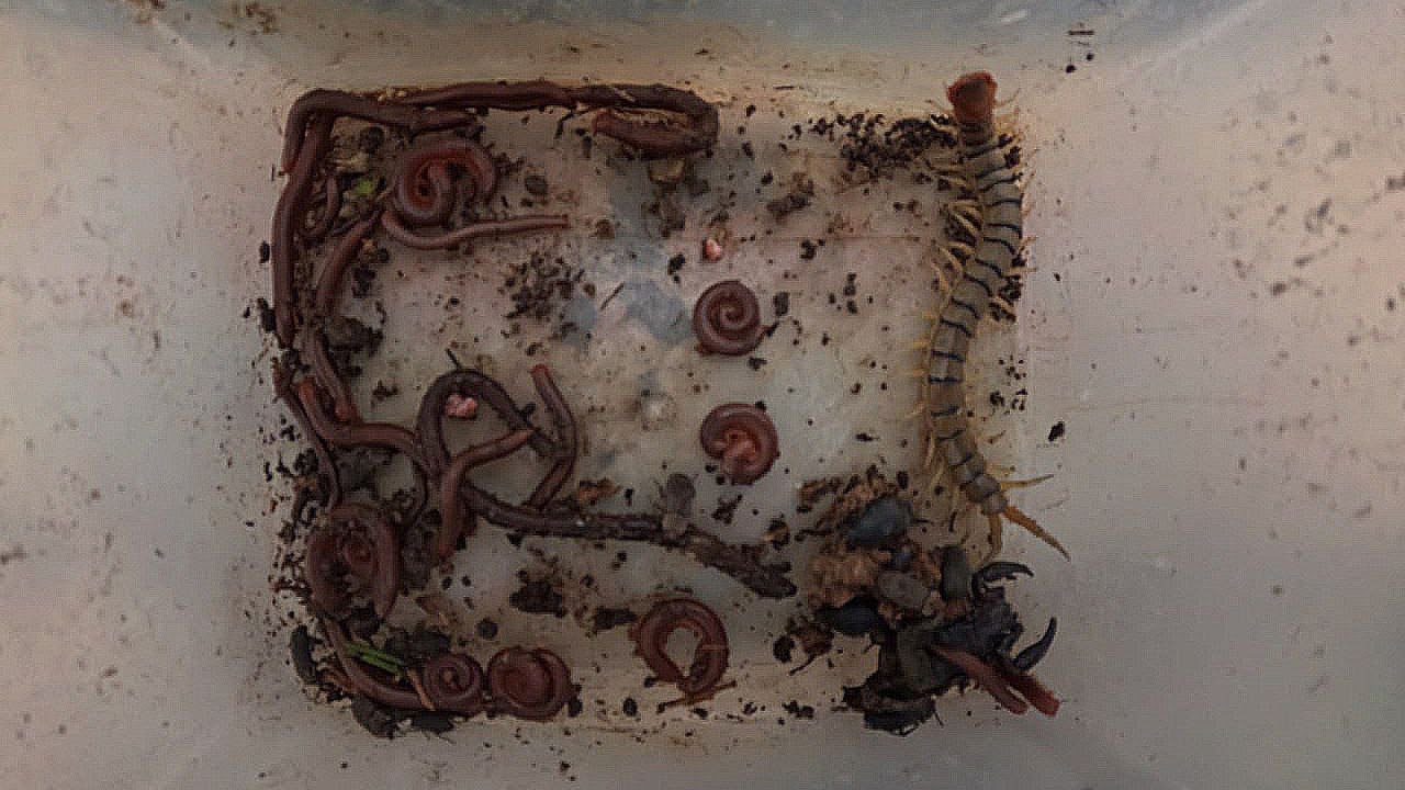 “Centipede vs Worms Incredible Soil Creatures Up Close!”