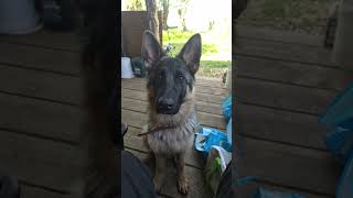 aby de stalk duitse herder pup #germanshepherd #duitseherder