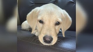 baby dog enjoying to have Mike cute puppy 🐶 labrador puppy by Kio And Bella 3,320 views 1 year ago 1 minute, 6 seconds