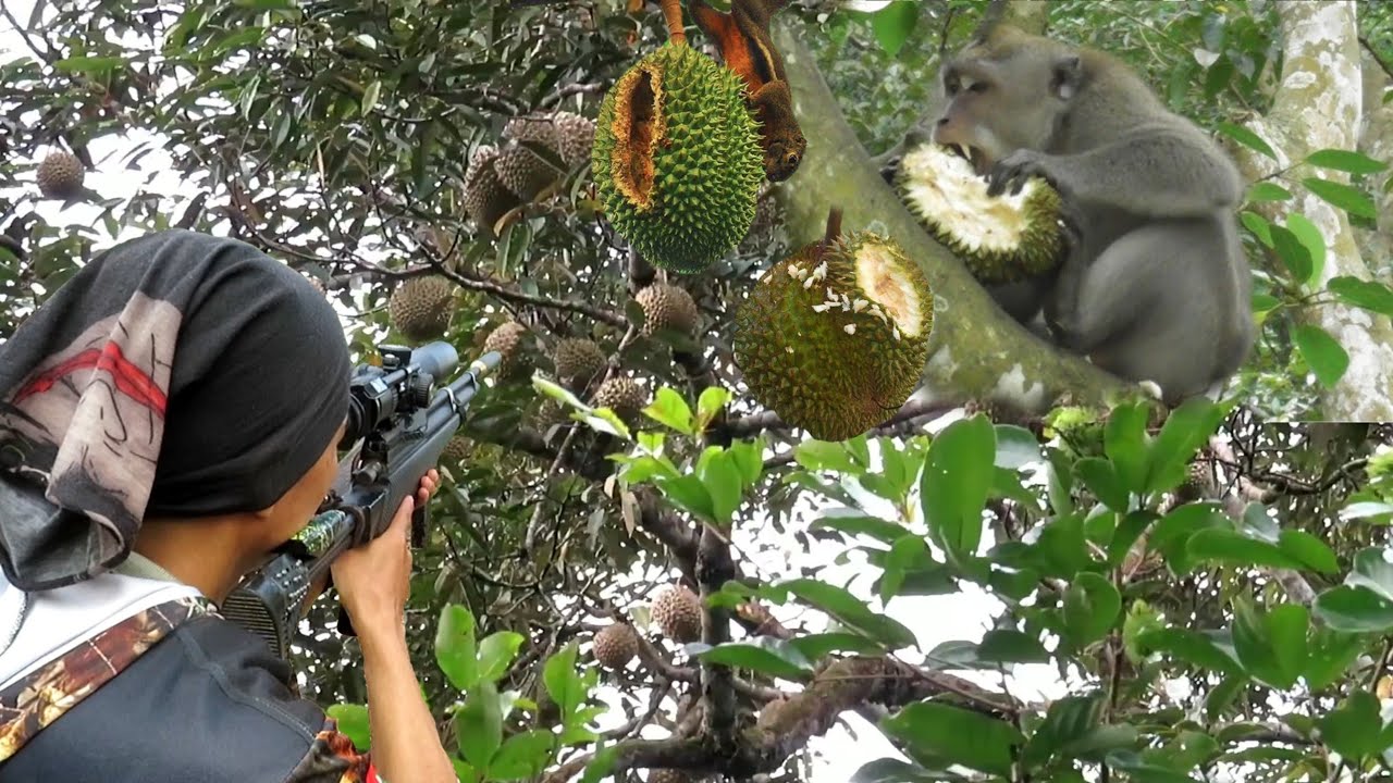 BERBURU‼️hama nakal habiskan buah durian petani