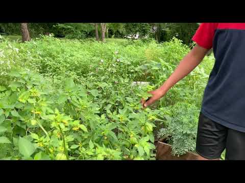 Video: Poda De Tomatillos - ¿Puedo Podar Una Planta De Tomatillo?