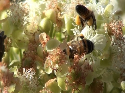 ABELHA-EUROPEIA (APIS MELLIFERA),