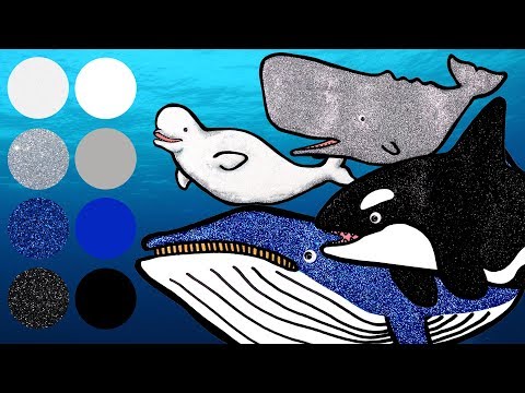 Best Whale Awards | Learn Amazing Facts about Whales!