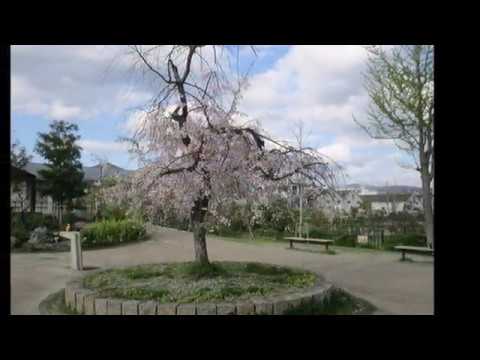 京都の桜 梅小路公園 Youtube 京都の桜 梅小路公園 Youtube