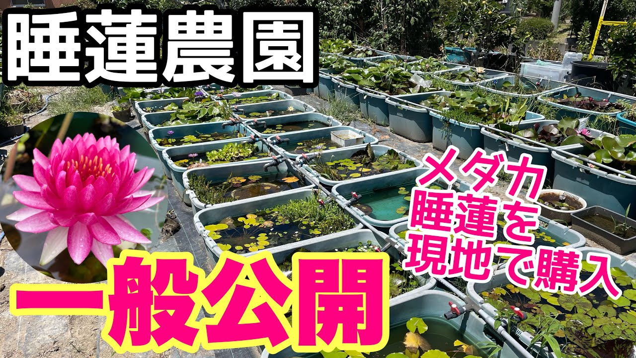 睡蓮 000000001671-01.jpg?size=l&w=