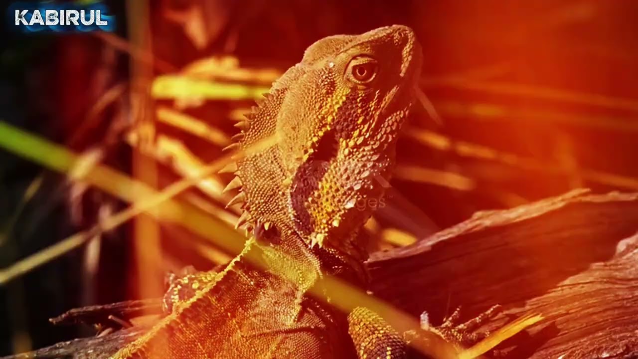 The Science Behind the Splendor: The Art of Iridescence