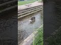 Kick'en it in the creek Johnson City TN #ReflectDogs #YoungLady