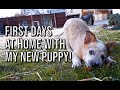 Red Heeler PUPPY's first few weeks at home! | Bindi