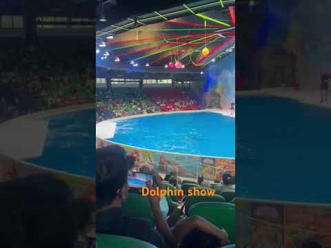 Dolphin show #dolphins #dubai #kidds