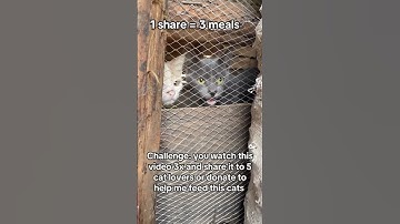 Every small donation counts. Link in bio and donate anything you can to save them #donatehere #cat #