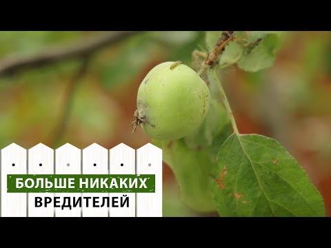 Обработка от вредителей | Как защитить растения от вредителей | Как правильно использовать препараты