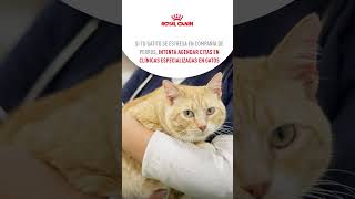 Prepara a tu gato para ir al veterinario | Royal Canin #cats #cat #royalcanin