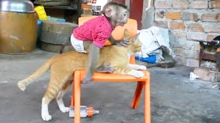 Very Sweet Cat Best Friend With Monkey!! Cat Laying On Chair For Donal Sitting And Hug So Lovely