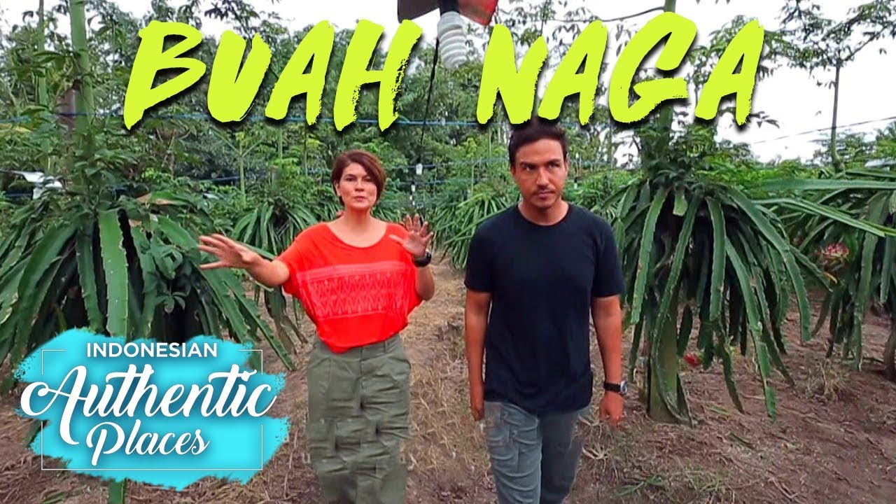 Buah Naga Khas Desa Barurejo Banyuwangi - Indonesian Authentic Places (7/9) ustadz dhanu rahasia batin mnctv