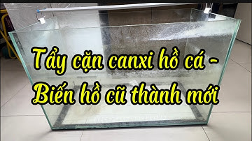 Tẩy cặn canxi hồ cá - Biến hồ cũ thành mới