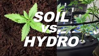 Soil vs Hydro - What's the best way to grow weed? by Cannabis Frontier