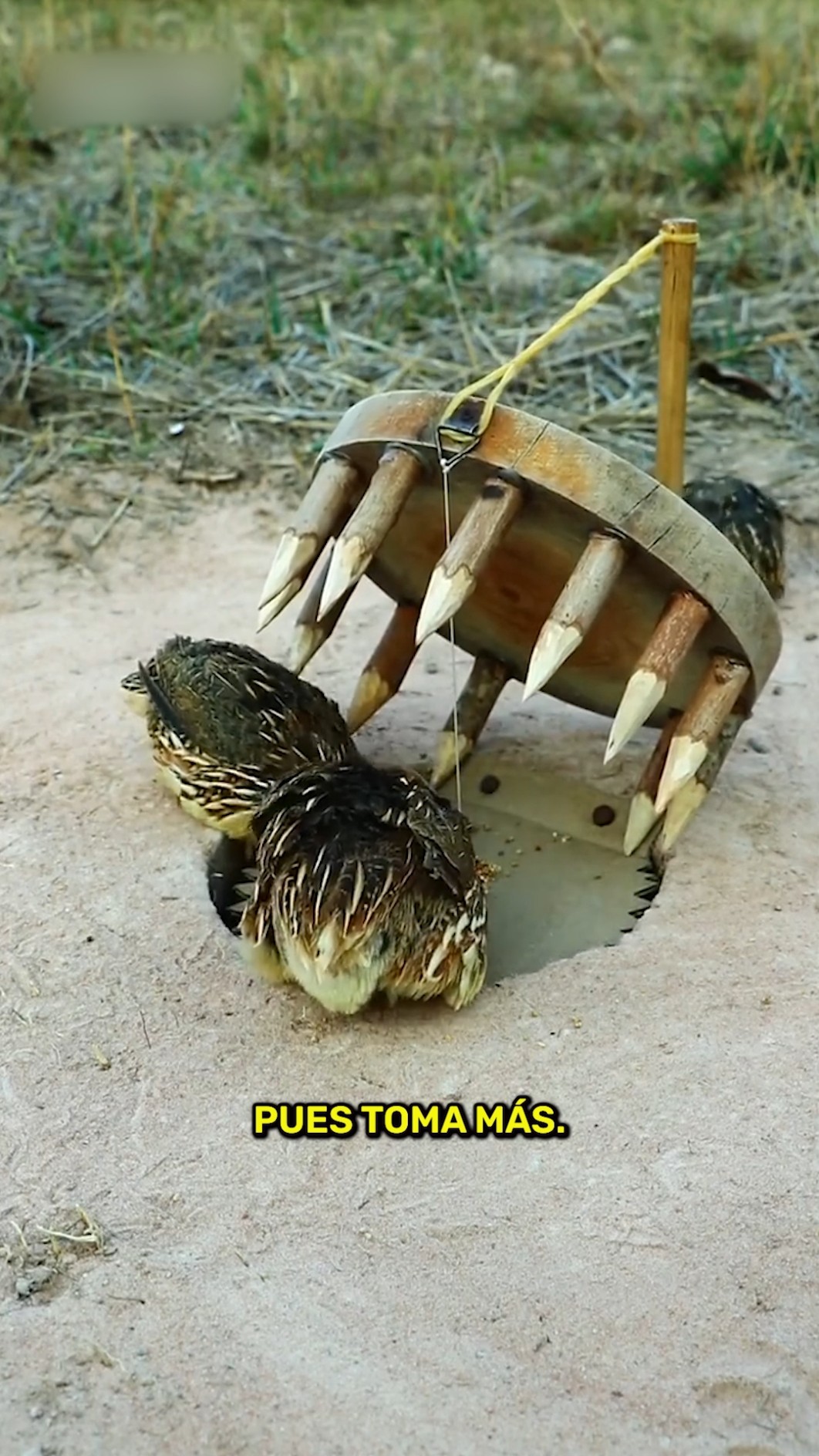 La trampa más inteligente del mundo… ??