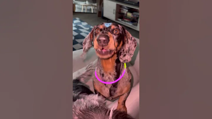 ANOTHER CAR WASH RAVE WITH 8 WEENS?! #dog #dachshund #viral