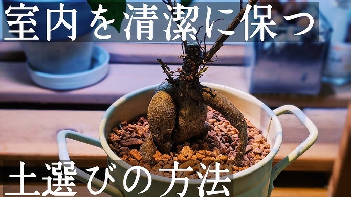 ミントを室内で水耕栽培するための植え替え方法 Youtube ミントを室内で水耕栽培するための植え替え方法 Youtube