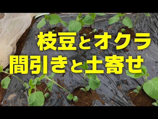 枝豆とオクラの間引きと土寄せのやり方 Youtube