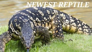 CHECK OUT our NEWEST REPTILE | PICKLES. #reptiles #asian #asianwatermonitor #animal #youtube