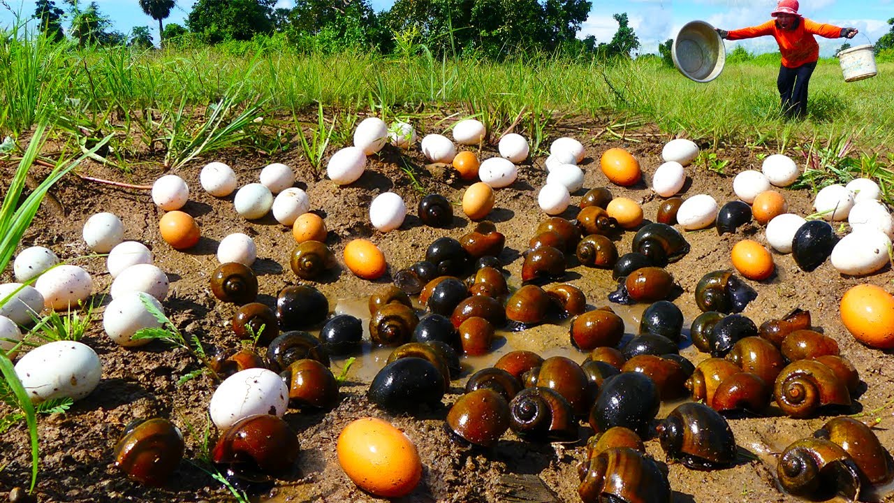 amazing hand fishing! pick a lots of duck eggs & catch catfish at field