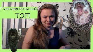Познавательный ТОП №4. 6 крутых фактов про ежей. Познавательный ТОП №4. 6 крутых фактов про ежей.