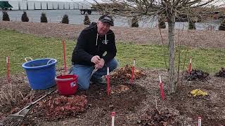 How To Divide Coral Bells (Heucheras) // To keep Them Growing Strongly & Lasting Longer😉💚👏👍😁