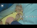 術後服で毛繕いできない猫にマッサージした結果！
