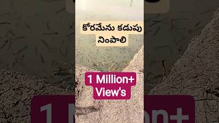 కరమన చపల కడప నపత ఉడల..