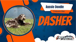 Watch Dasher's Amazing Transformation! 7-Month-Old Aussie Doodle Masters Obedience at Off Leash K9 by Off Leash K9 Training North Georiga 27 views 3 weeks ago 10 minutes, 15 seconds