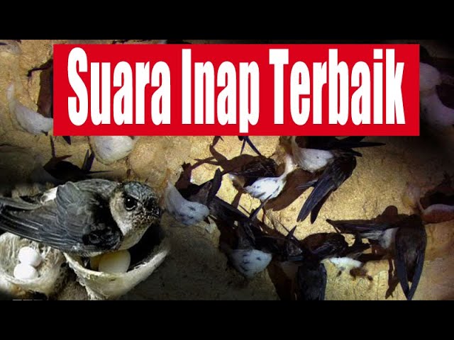 Suara Inap Walet Terbaik Sepanjang Masa class=