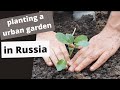 Planting a urban garden in Russia