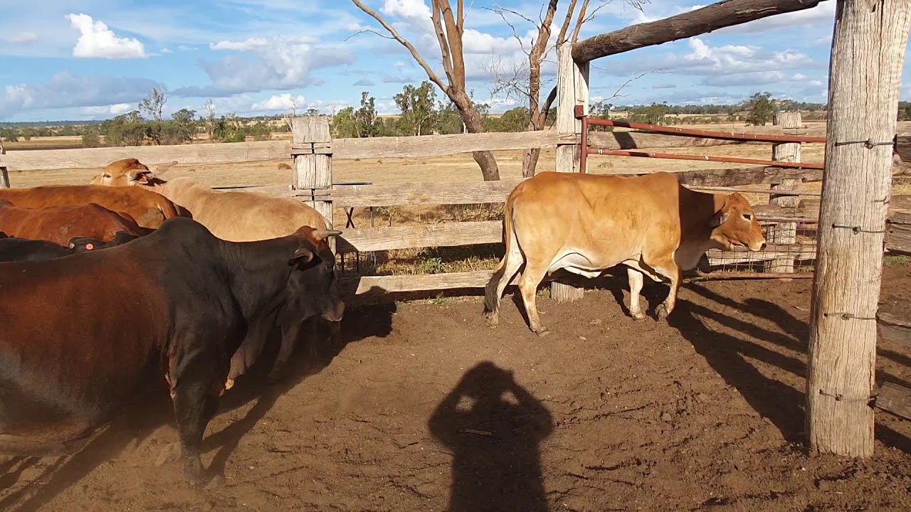 21 COWS - YouTube