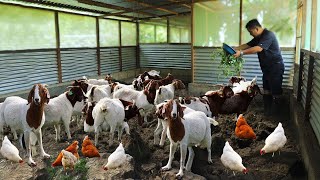 Millions of Profit from a Simple Goat Farm! How to become successful in Raising &amp; Producing Goats!